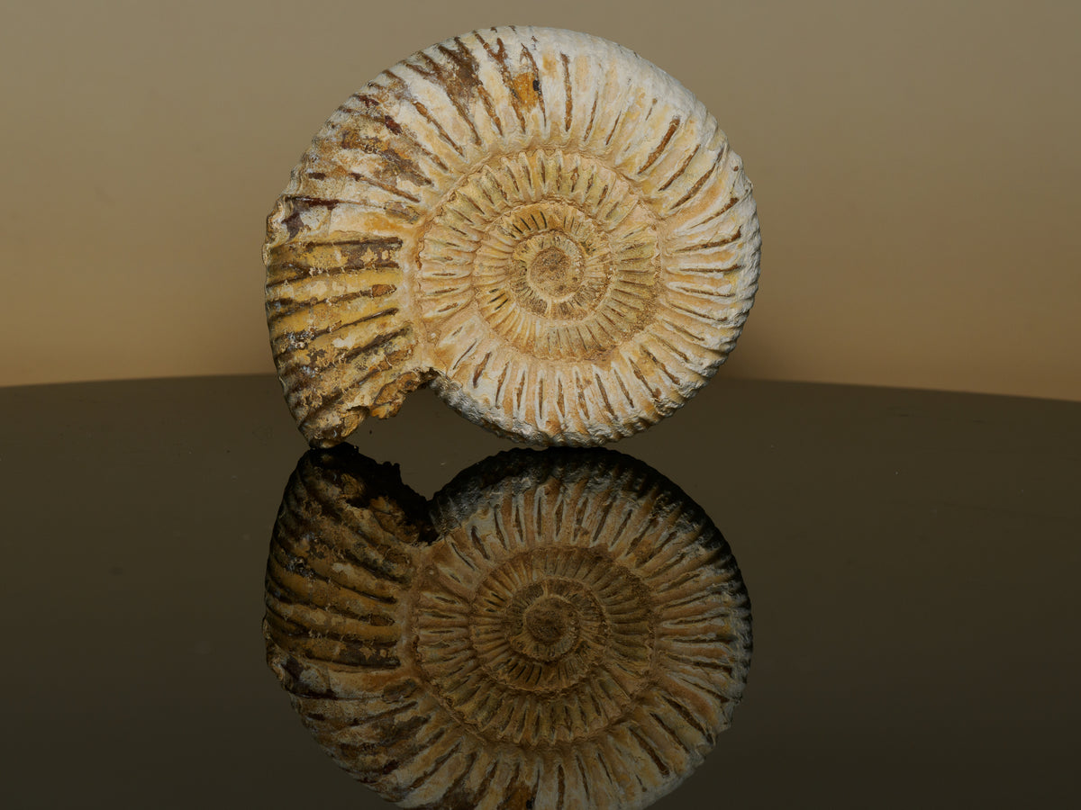 Middle Jurassic Macrocephalites ammonite fossil, natural matrix detail