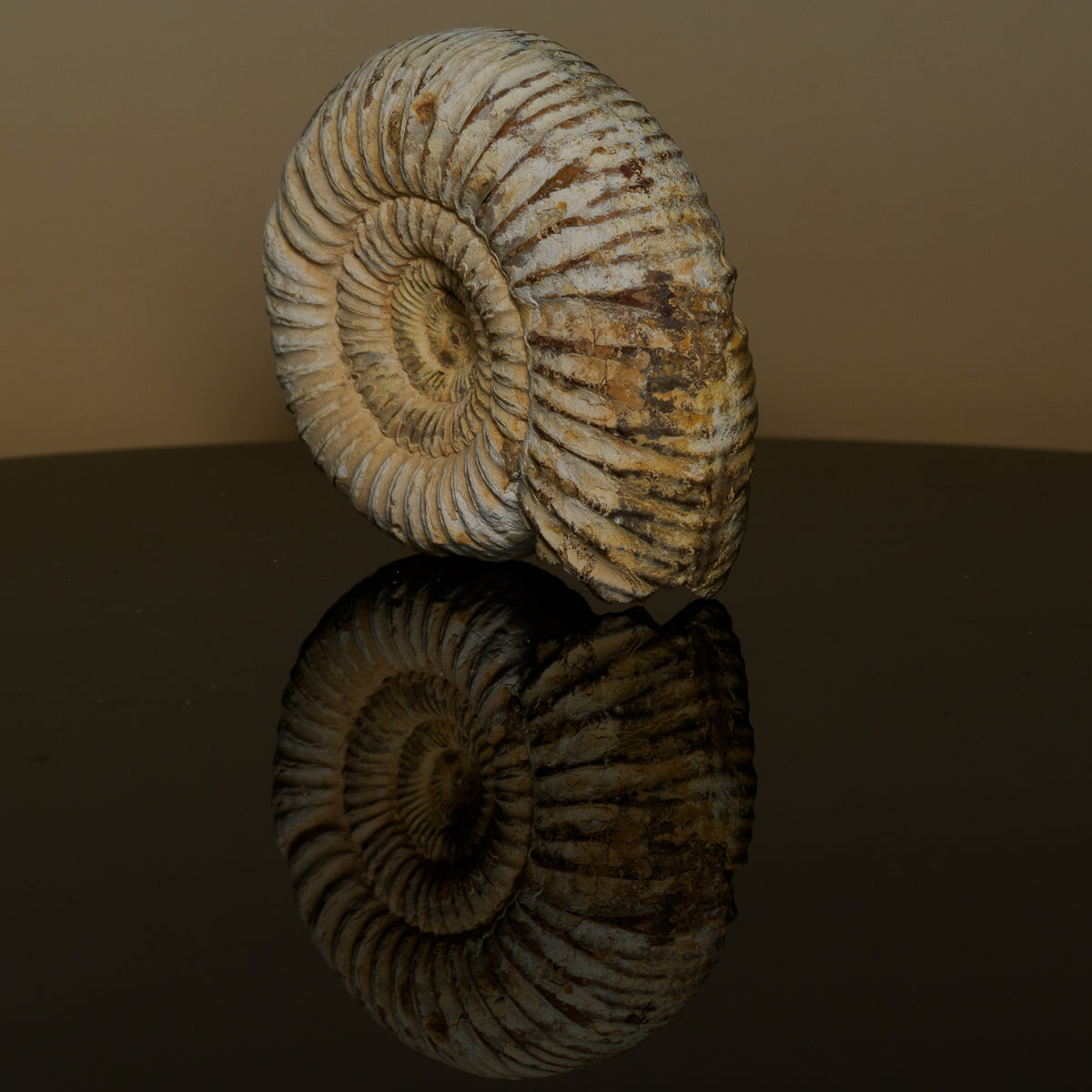 Middle Jurassic Macrocephalites ammonite fossil, edge view