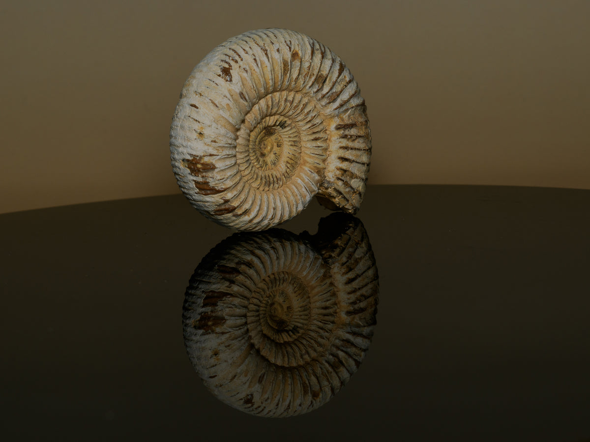 Middle Jurassic Macrocephalites ammonite fossil, oblique view