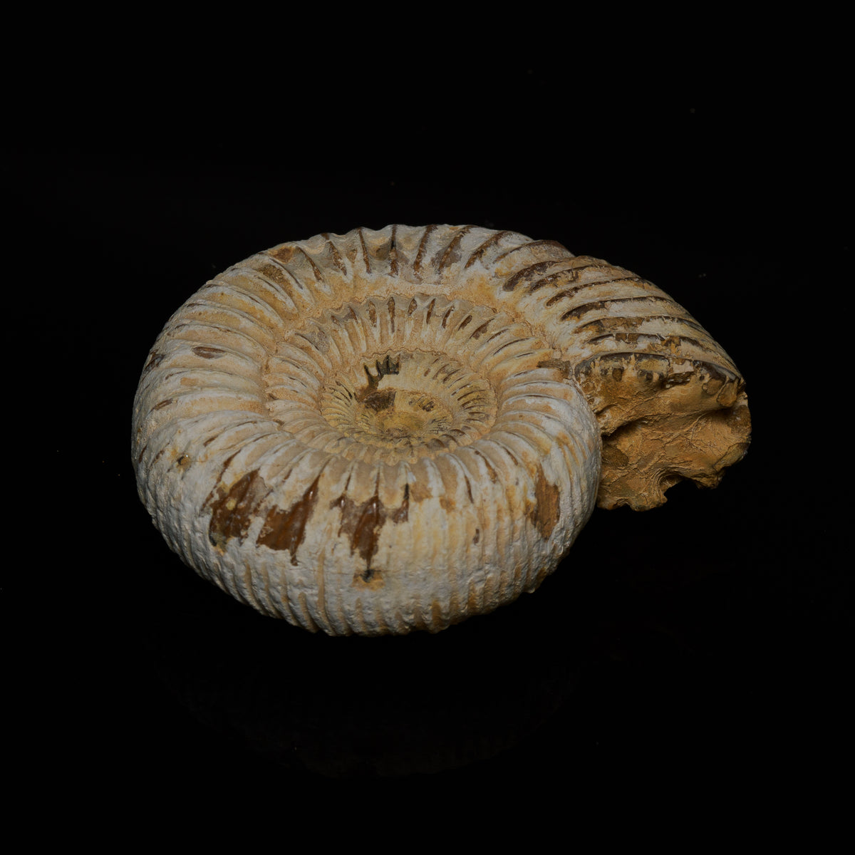 Middle Jurassic Macrocephalites ammonite fossil, reverse view