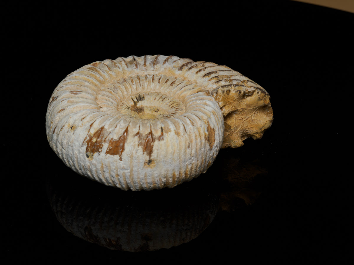 Middle Jurassic Macrocephalites ammonite fossil, close-up of shell ribs