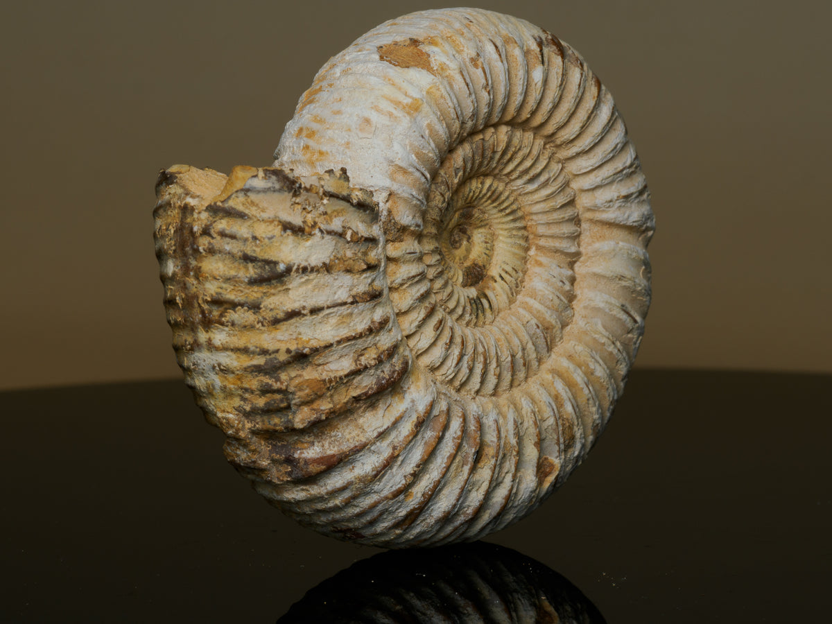 Middle Jurassic Macrocephalites ammonite fossil, side profile