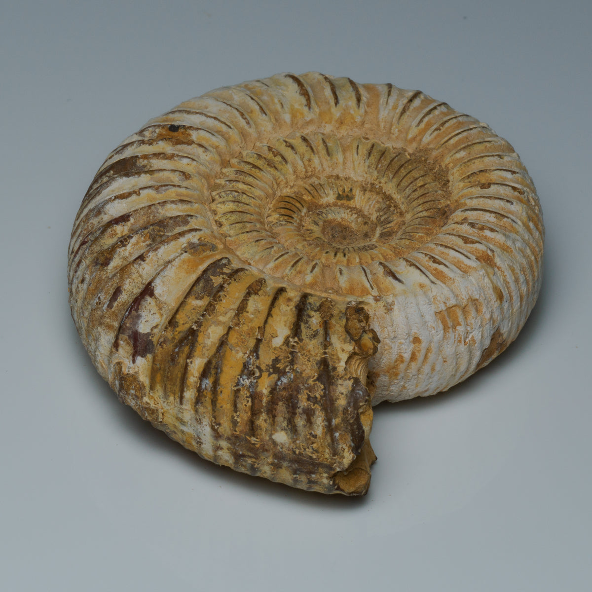 Middle Jurassic Macrocephalites ammonite fossil, ribbed shell detail