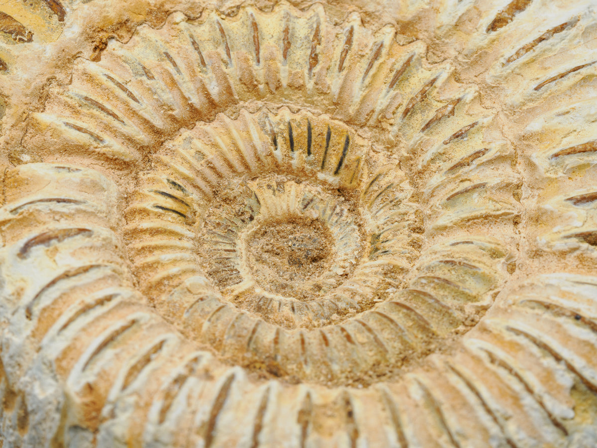 Middle Jurassic Macrocephalites ammonite fossil, display view