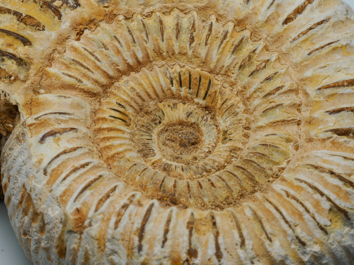 Middle Jurassic Macrocephalites ammonite fossil, angled view