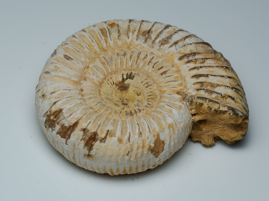 Middle Jurassic Macrocephalites ammonite fossil, front view