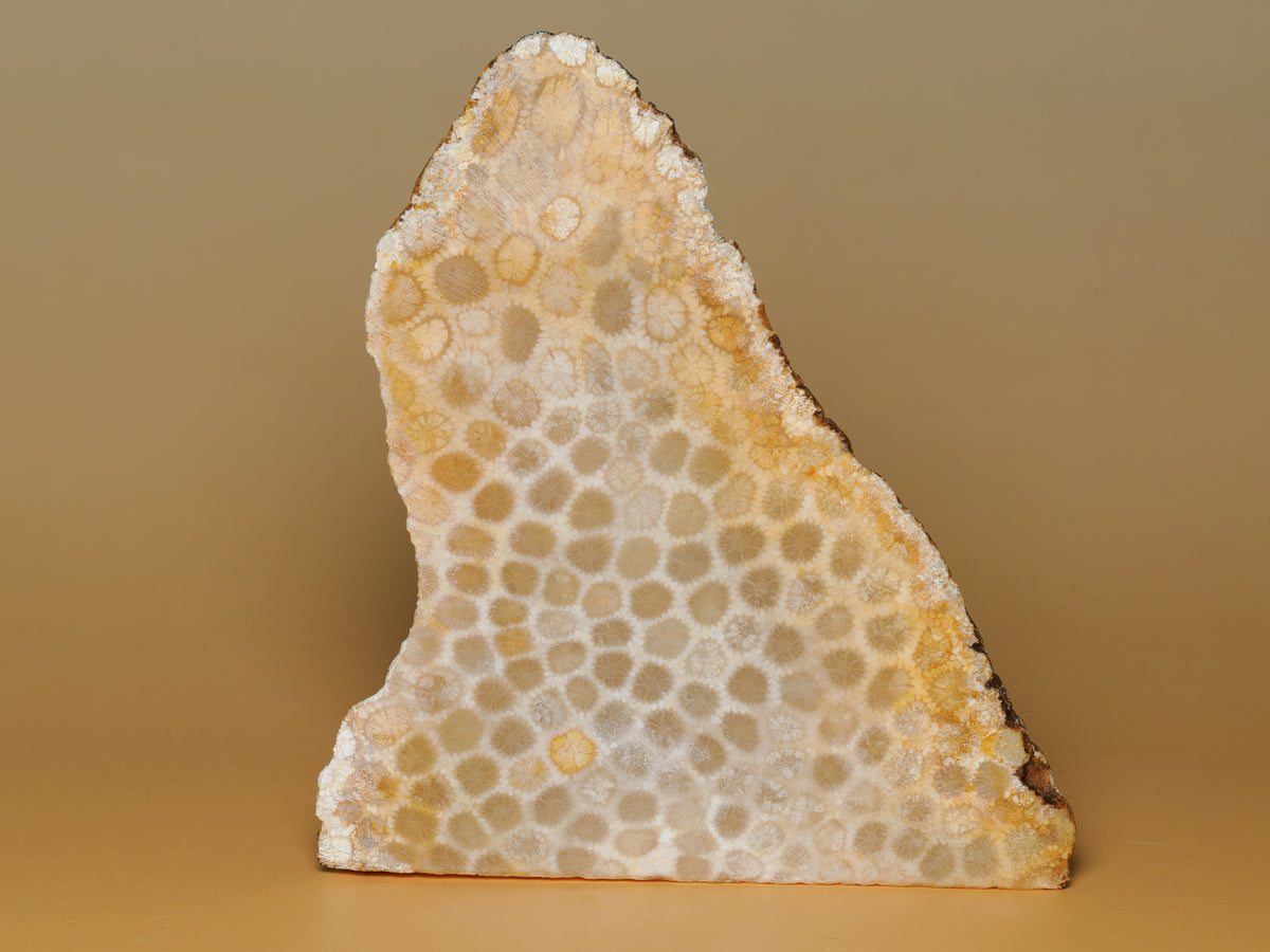 Close view of the fossil coral face with cream and ochre corallite patterns