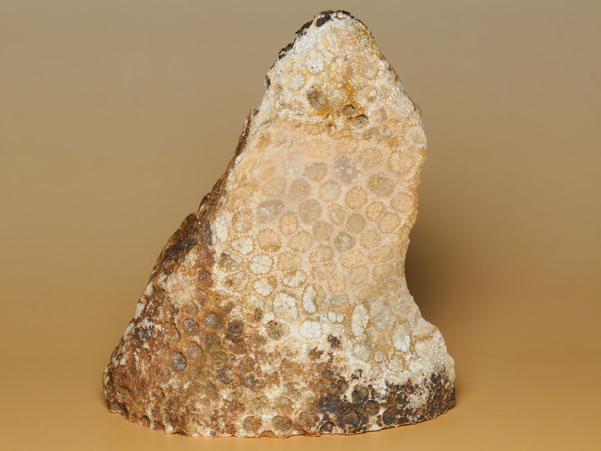 Full view of the fossil coral specimen showing pale radial patterns across an ochre and brown matrix