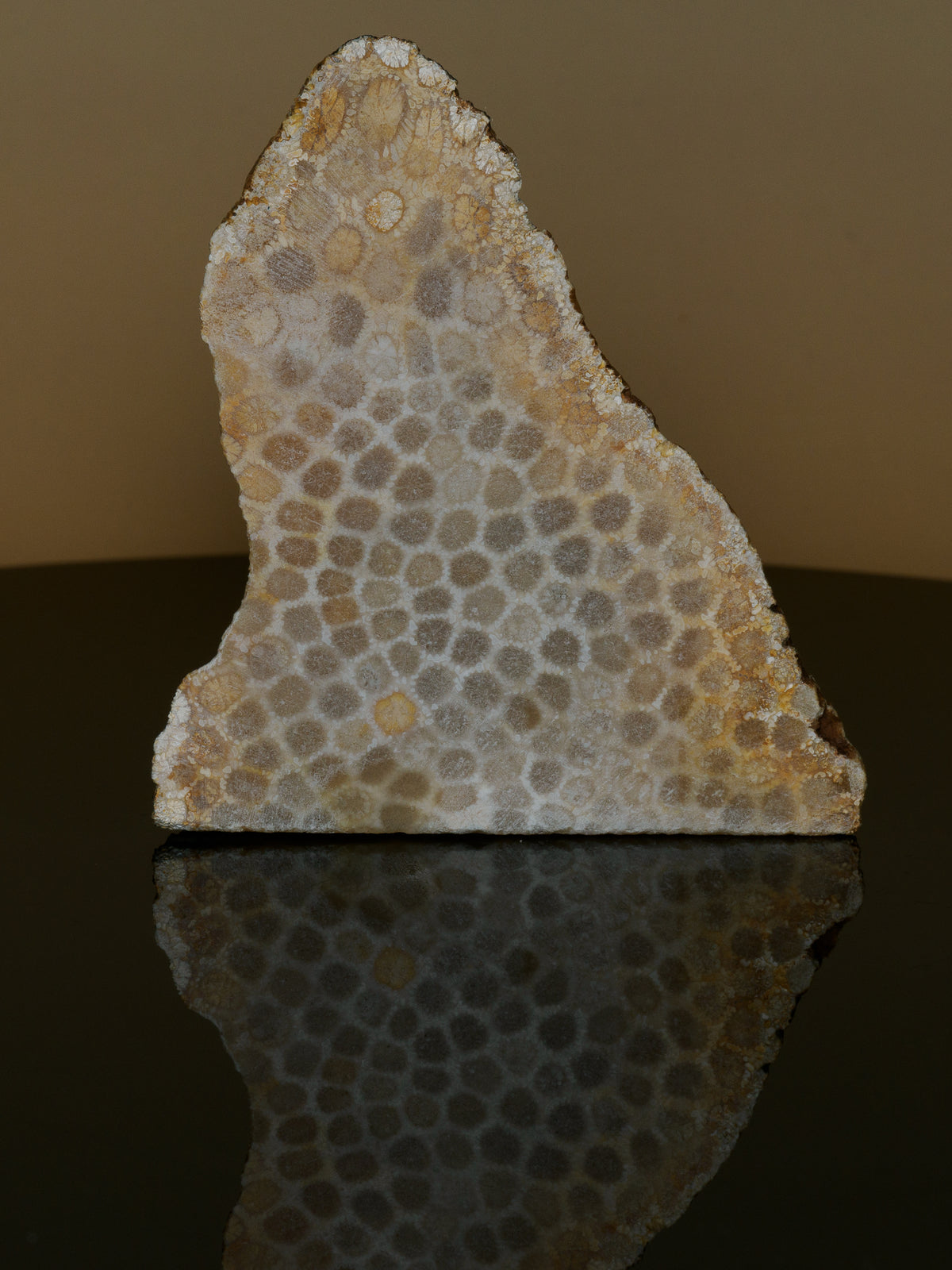 Alternate view of the fossil coral specimen displaying dense circular coral patterns