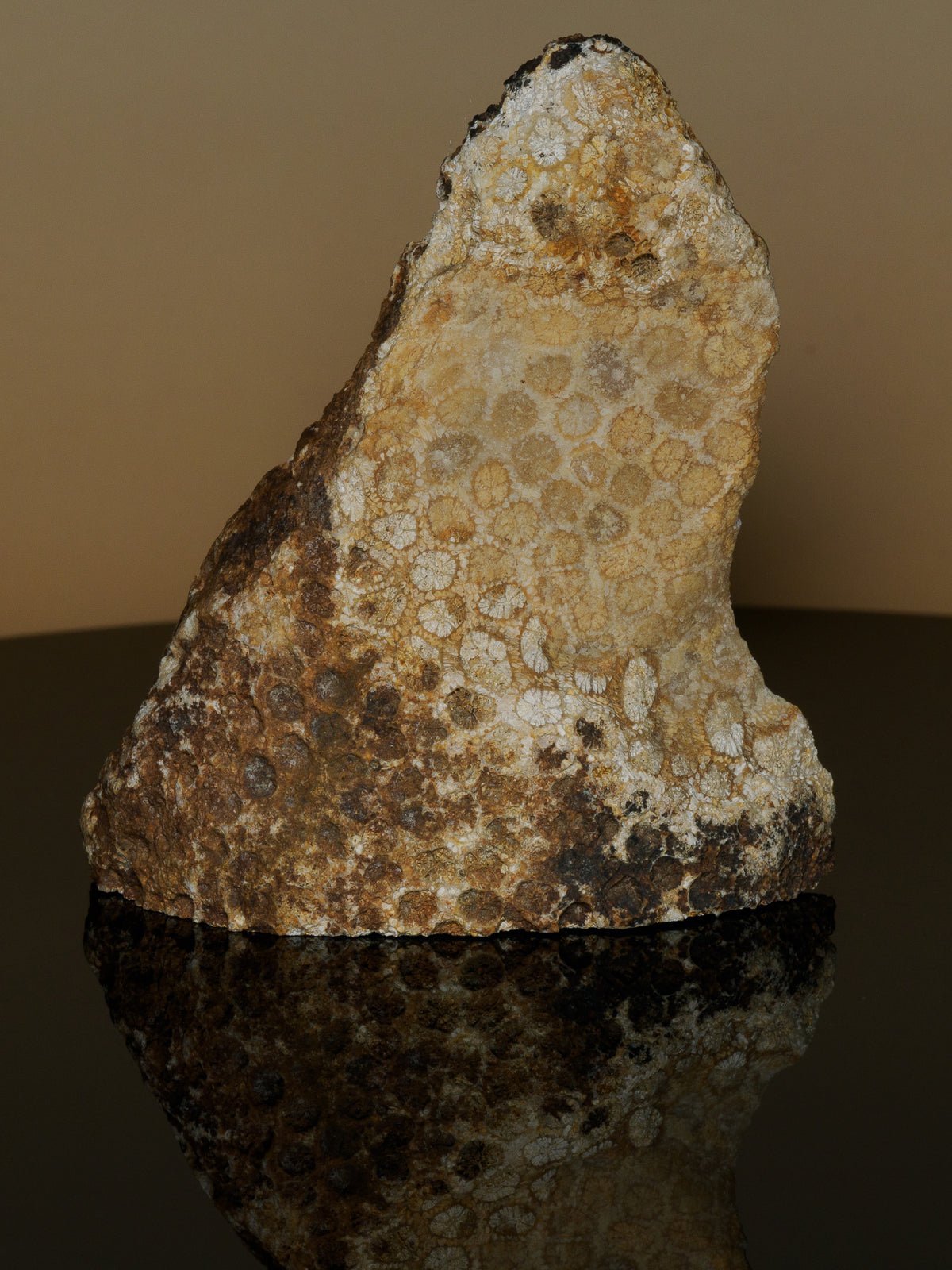 Fossil coral specimen standing upright, showing its textured face and natural matrix