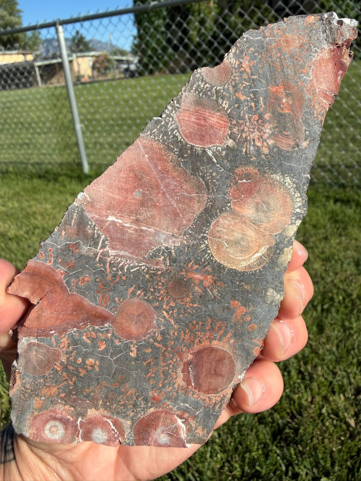 Supplier photograph of Coming Soon — Galaxy Jasper / Rhyolite Lapidary Slab — 153g, mineral slab, detail view.
