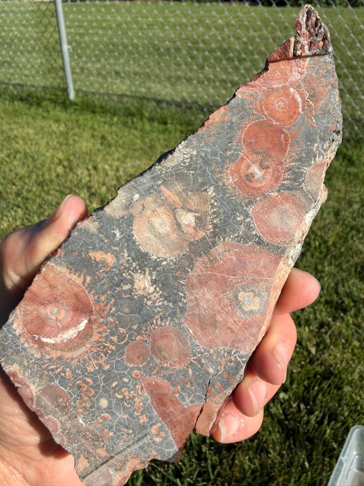 Supplier photograph of Coming Soon — Galaxy Jasper / Rhyolite Lapidary Slab — 153g, mineral slab, display view.