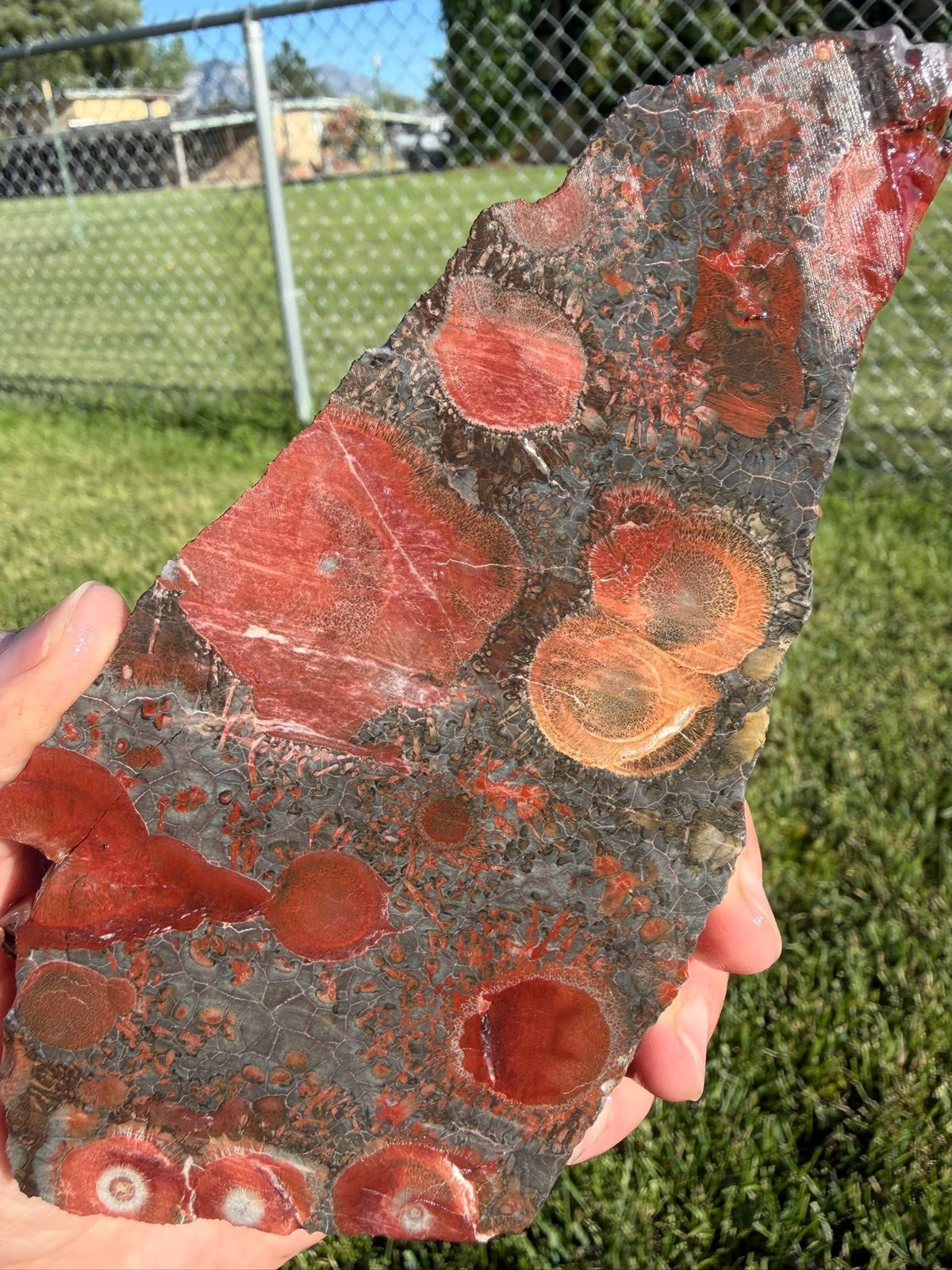 Supplier photograph of Coming Soon — Galaxy Jasper / Rhyolite Lapidary Slab — 153g, mineral slab, alternate view.