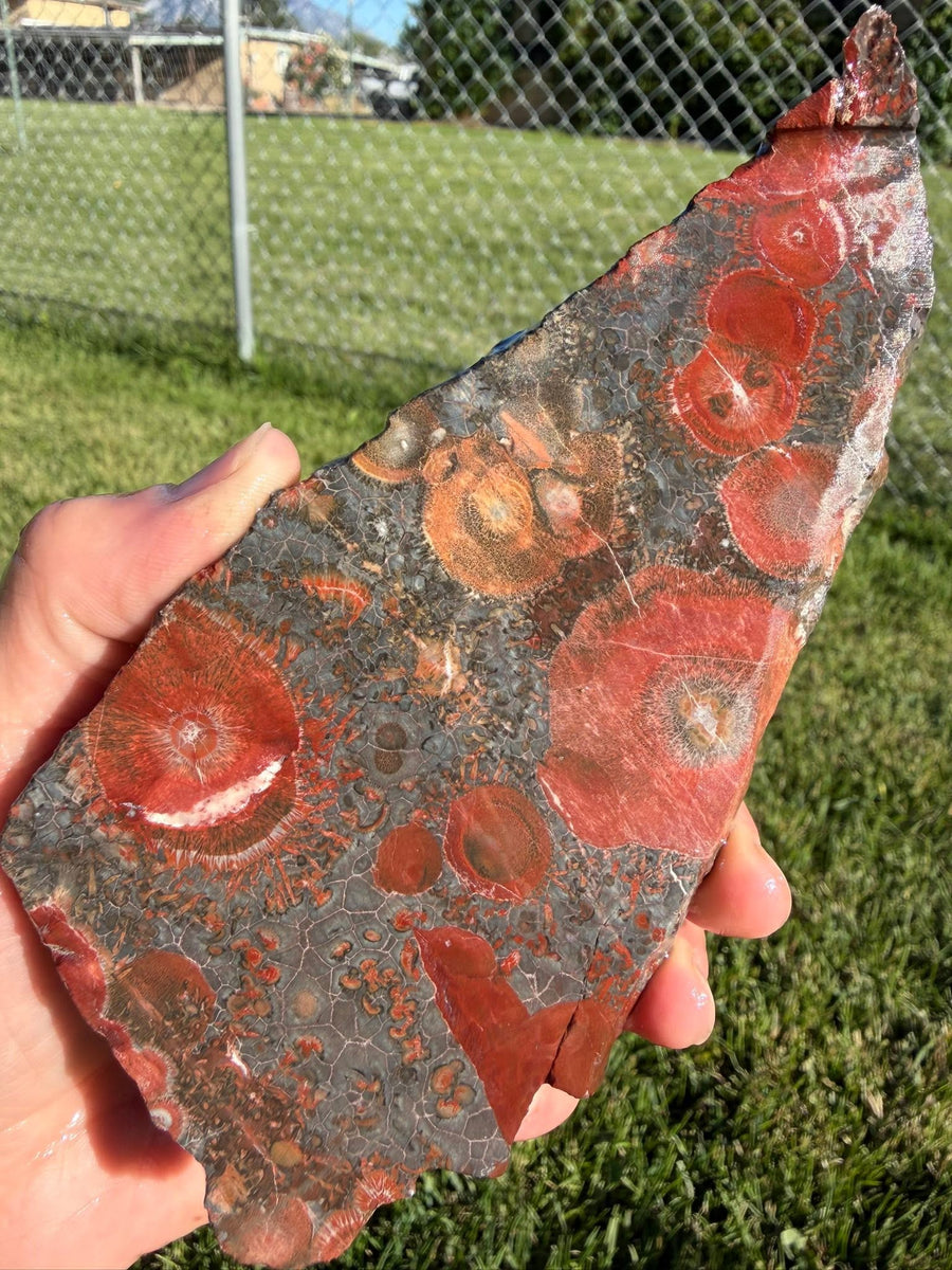 Supplier photograph of Coming Soon — Galaxy Jasper / Rhyolite Lapidary Slab — 153g, mineral slab, front view.
