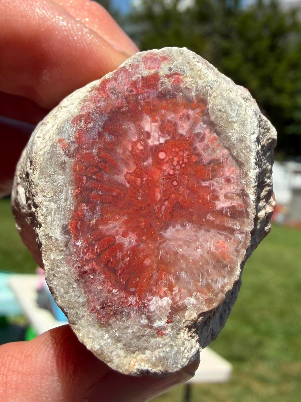 Supplier photograph of Coming Soon — Partially Polished Red Horn Coral Fossil, fossil specimen, alternate view.
