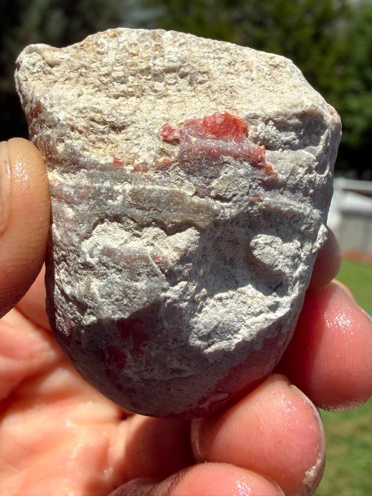 Supplier photograph of Coming Soon — Partially Polished Red Horn Coral Fossil, fossil specimen, detail view.
