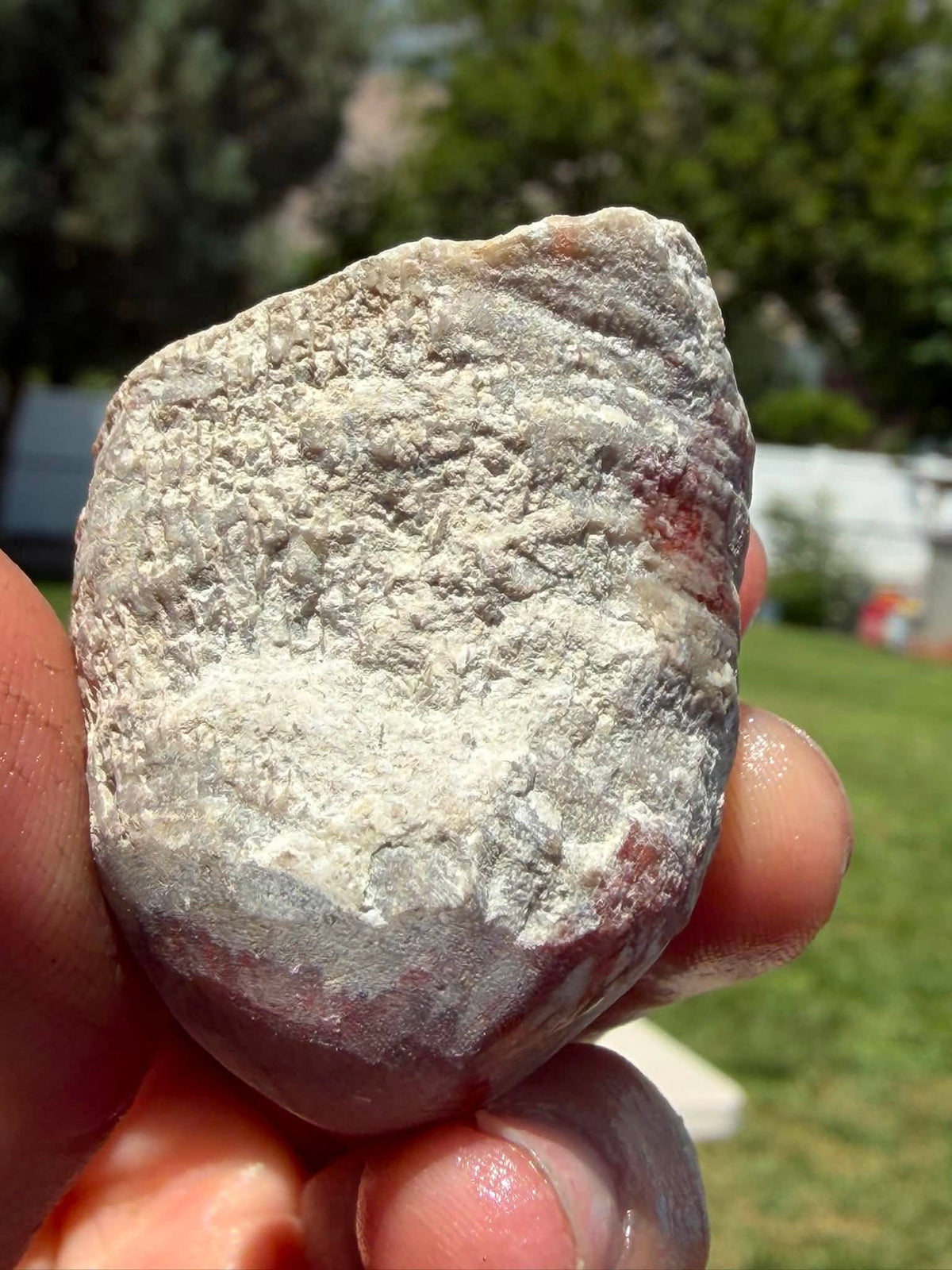 Supplier photograph of Coming Soon — Partially Polished Red Horn Coral Fossil, fossil specimen, display view.