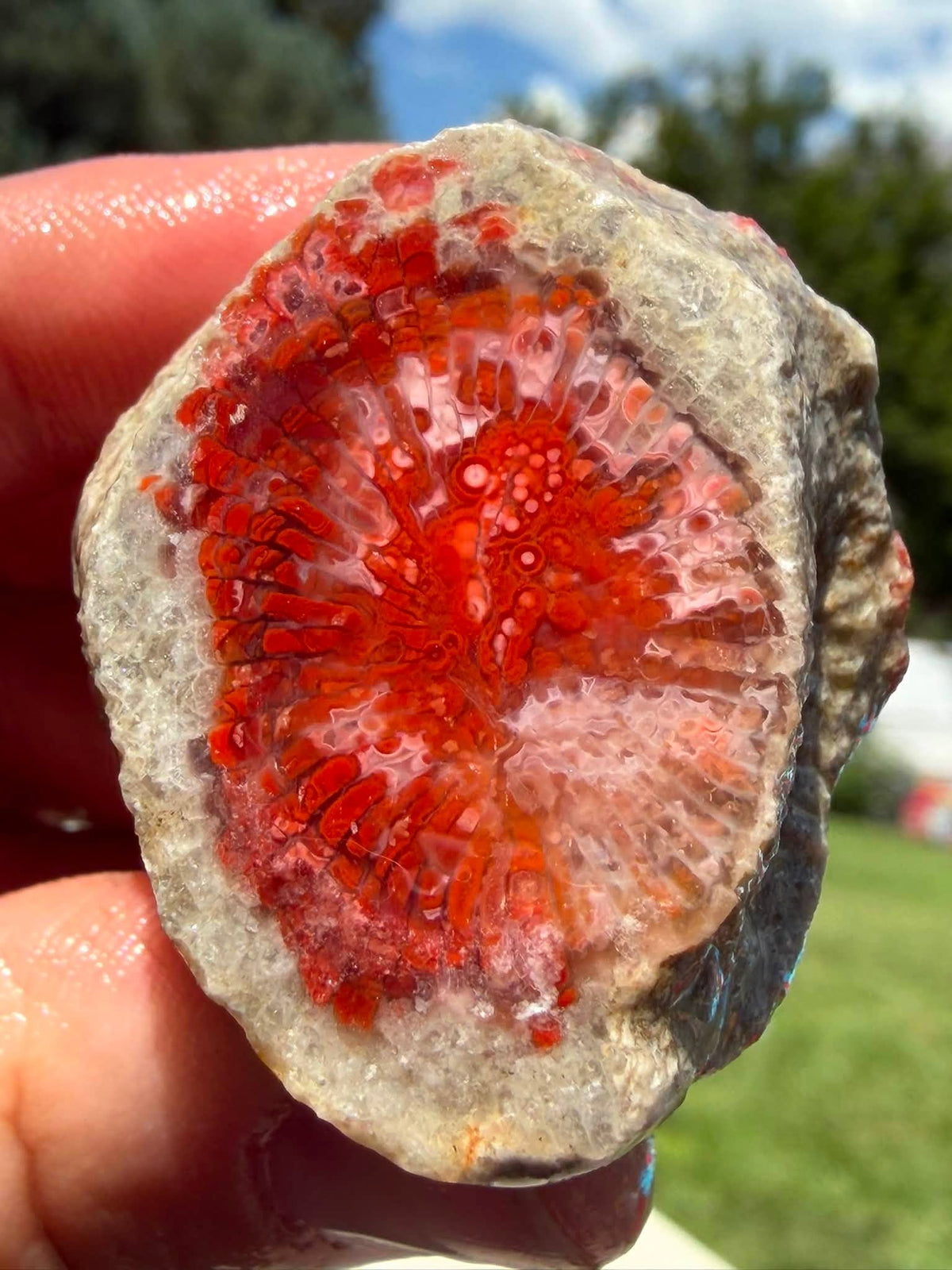 Supplier photograph of Coming Soon — Partially Polished Red Horn Coral Fossil, fossil specimen, angled view.