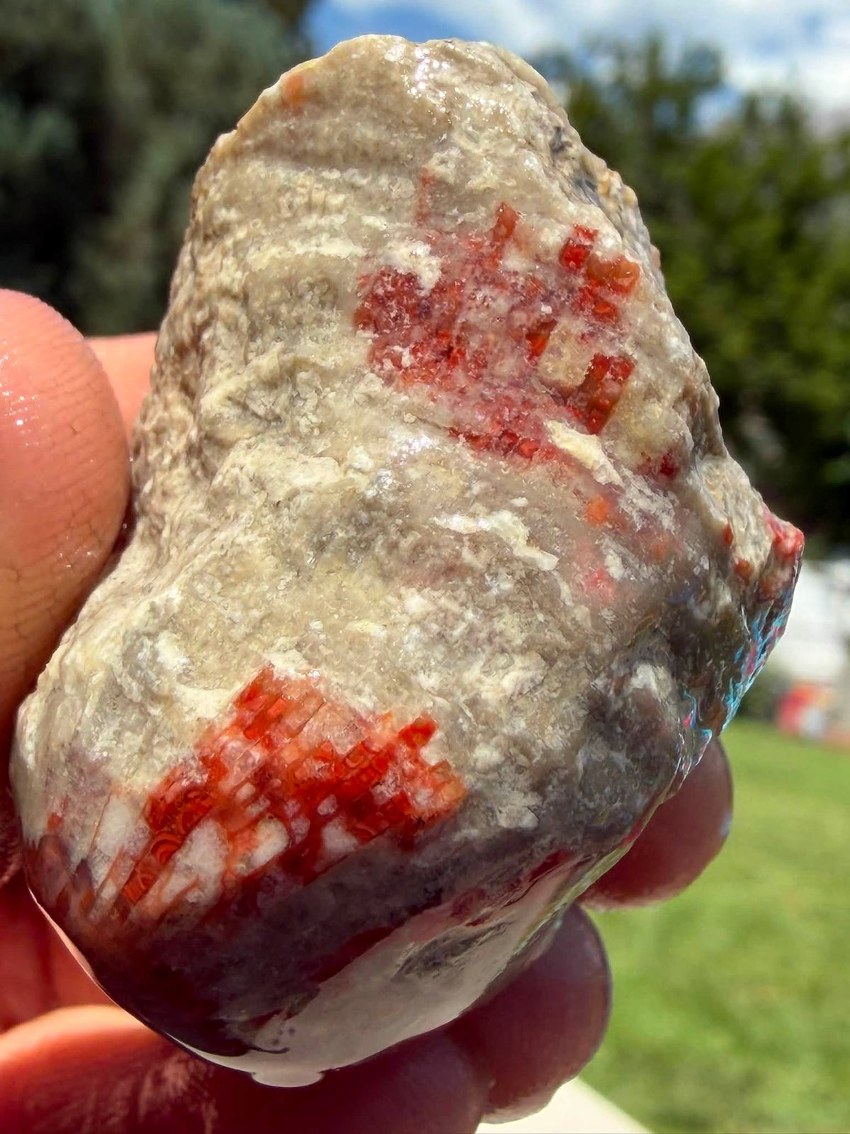 Supplier photograph of Coming Soon — Partially Polished Red Horn Coral Fossil, fossil specimen, reverse view.