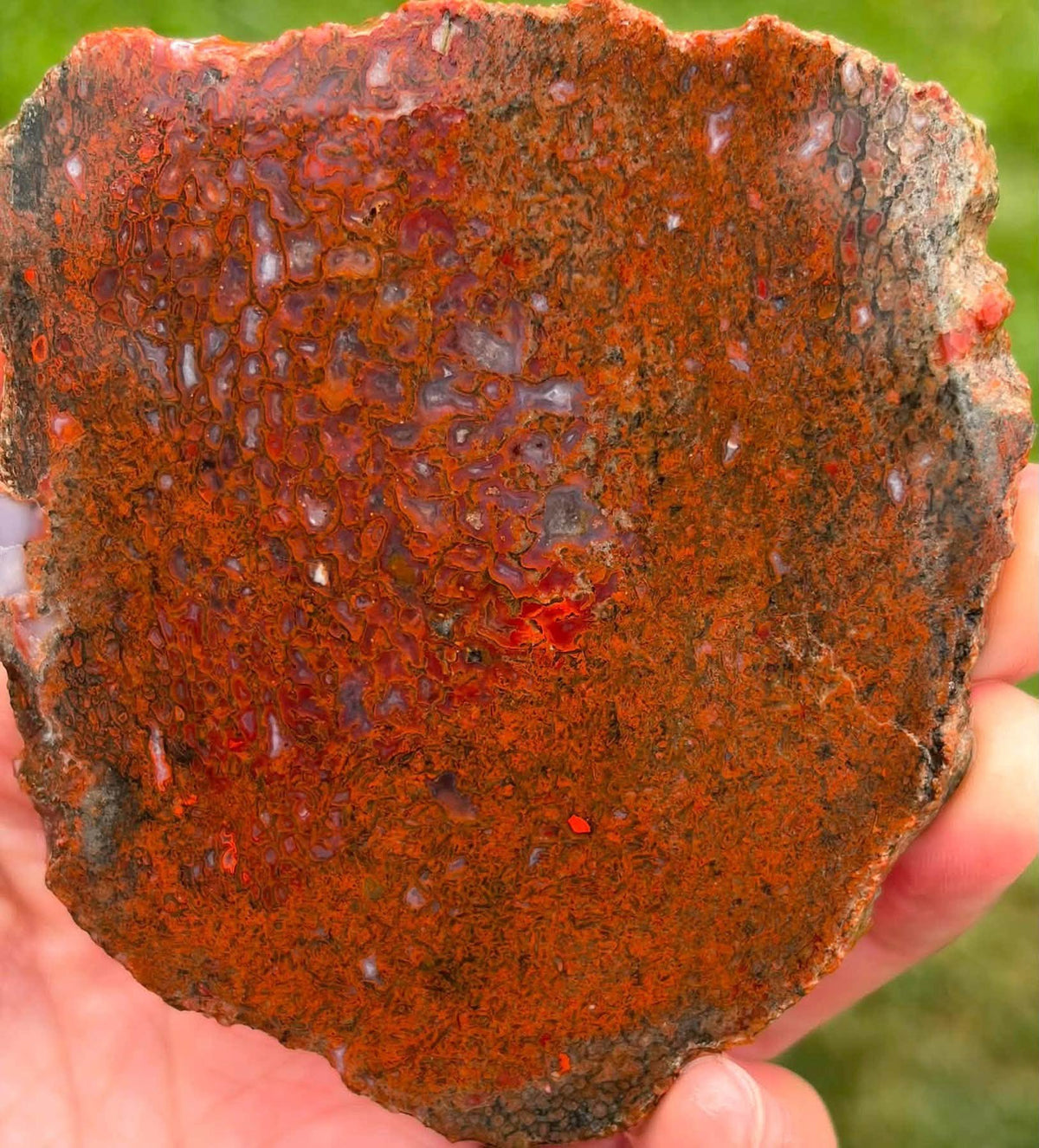 Supplier photograph of Coming Soon — Polished Dinosaur Gem Bone Slab, dinosaur gem bone specimen, detail view.