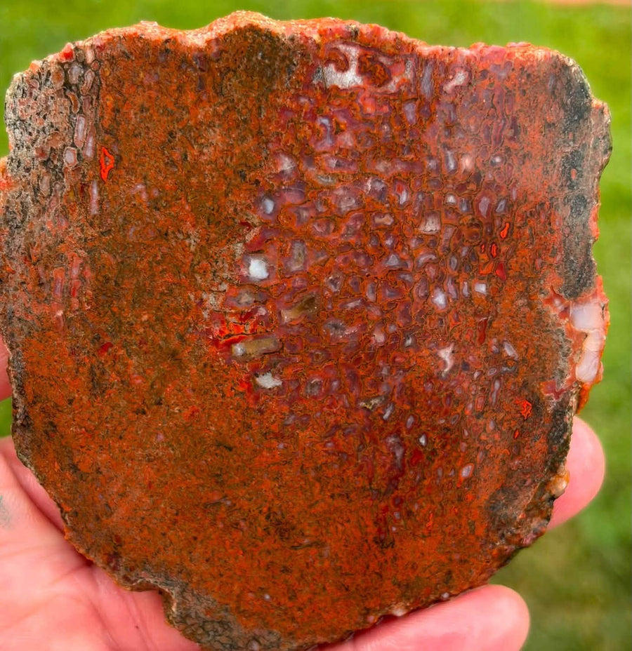 Supplier photograph of Coming Soon — Polished Dinosaur Gem Bone Slab, dinosaur gem bone specimen, front view.