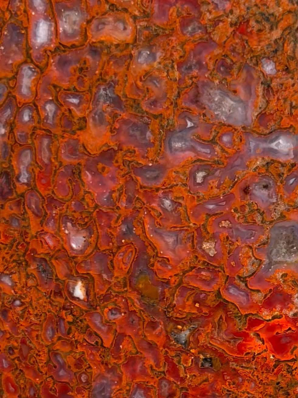 Supplier photograph of Coming Soon — Polished Dinosaur Gem Bone Slab, dinosaur gem bone specimen, display view.