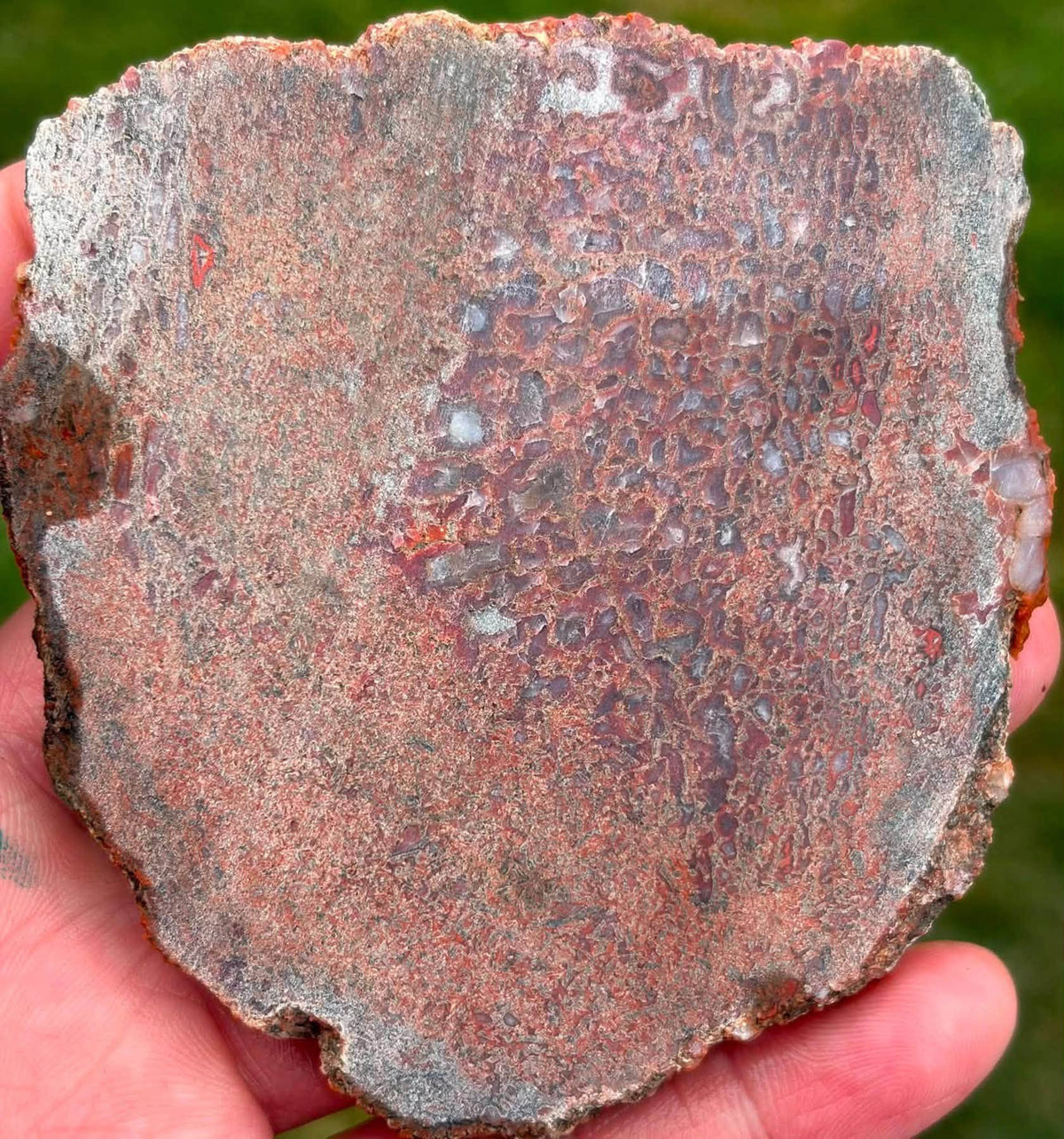Supplier photograph of Coming Soon — Polished Dinosaur Gem Bone Slab, dinosaur gem bone specimen, alternate view.