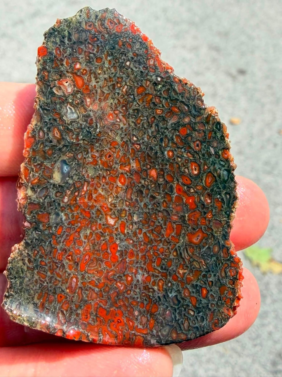Dinosaur gem bone slab showing dark grey matrix and red-orange cells, supplier photograph