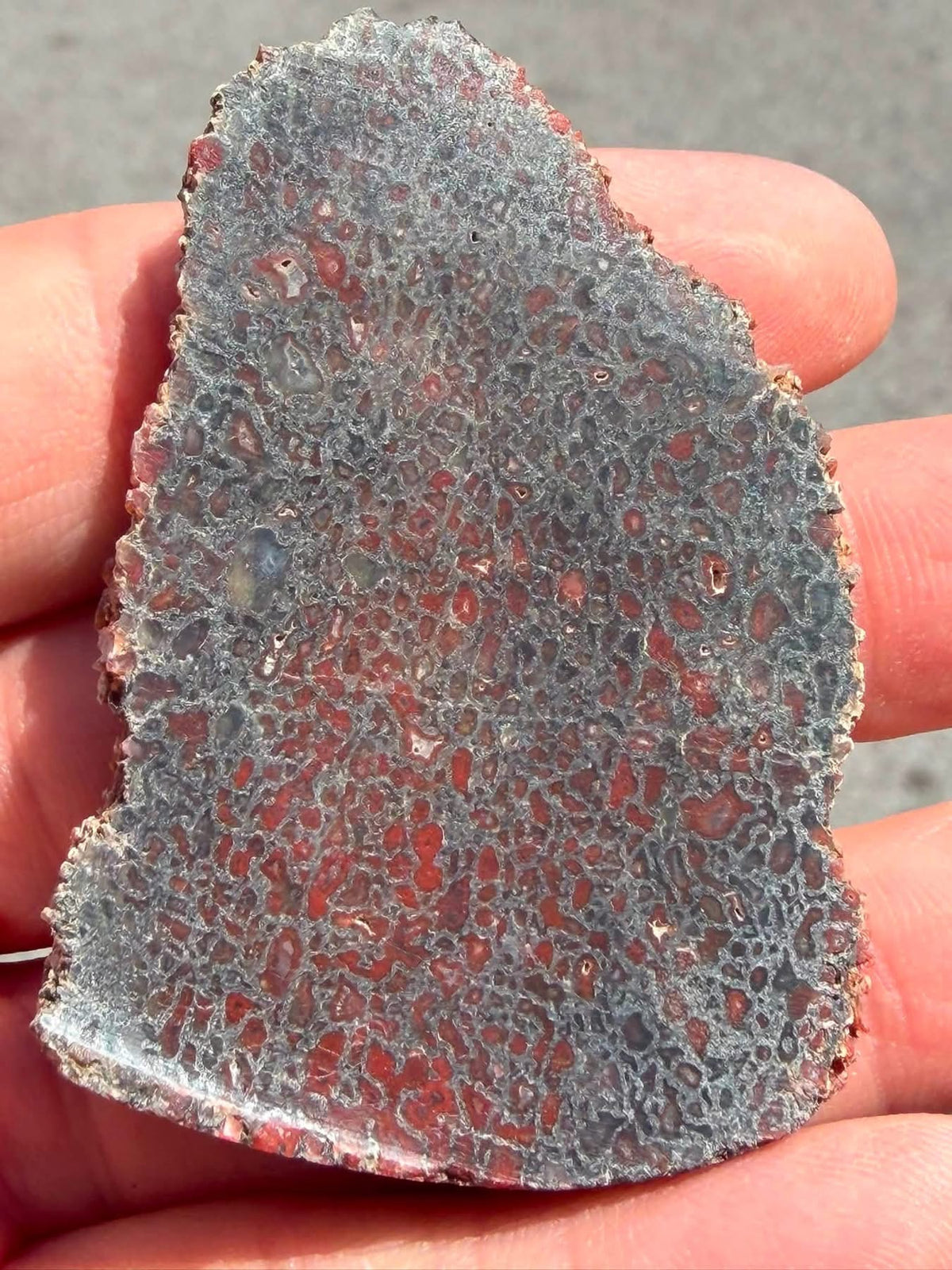Reverse side of dinosaur gem bone slab, supplier photograph