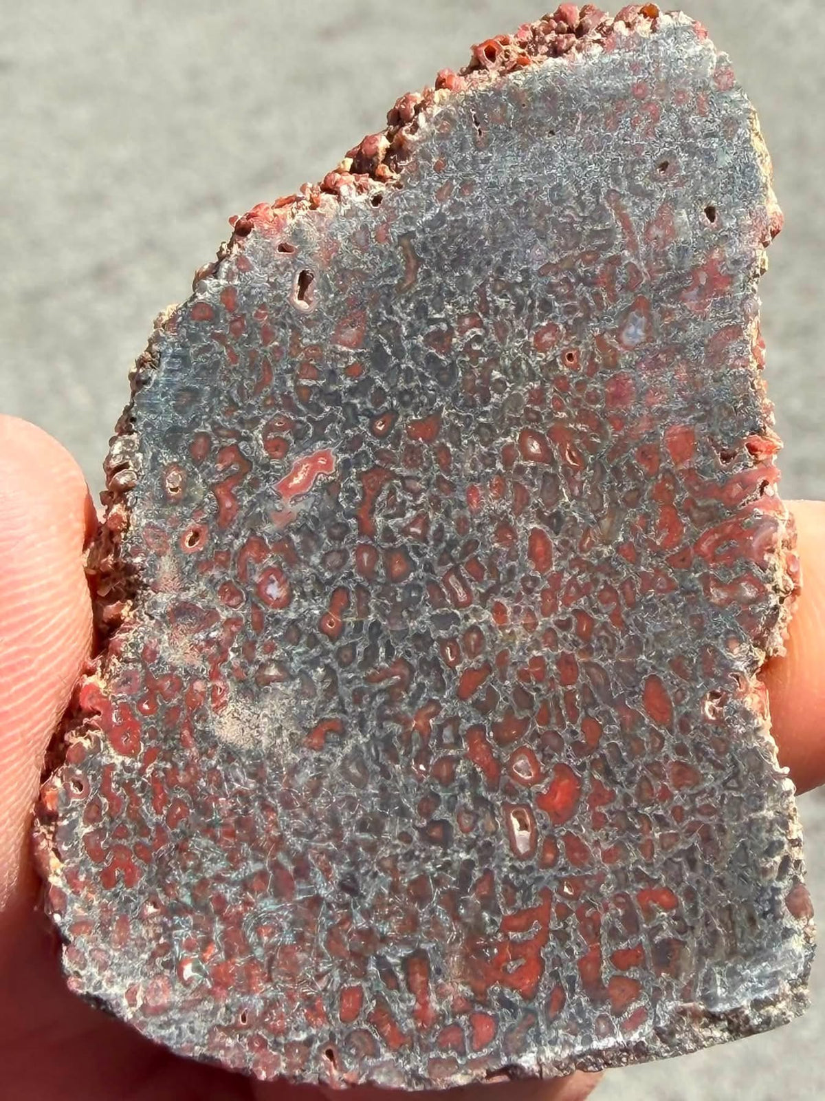 Close-up of reverse side of dinosaur gem bone slab, supplier photograph