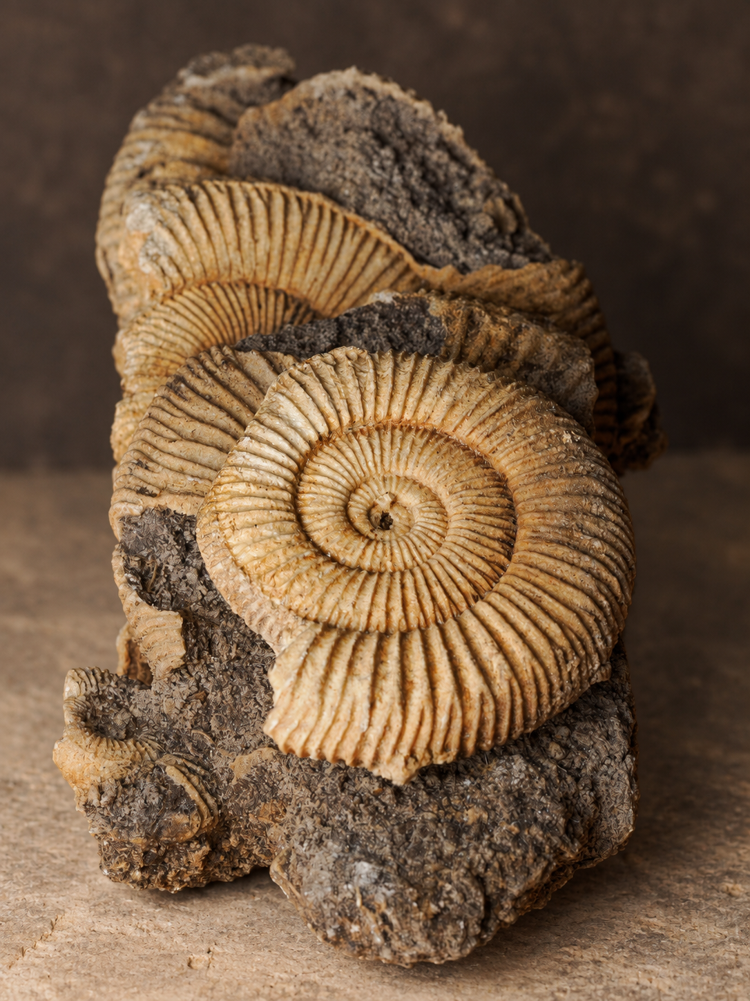 Scottish ammonite cluster, alternate view; AI-styled photograph.