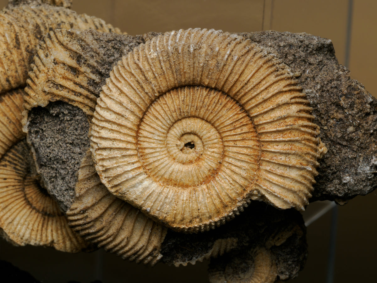 Original reference photograph showing ammonite cluster condition and shell detail.