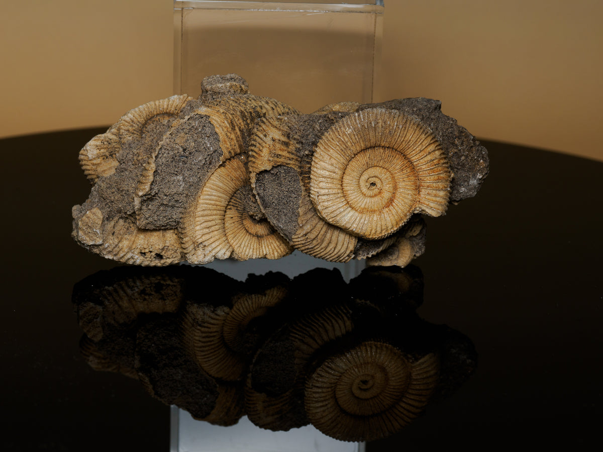 Original reference photograph of the actual Scottish ammonite cluster.