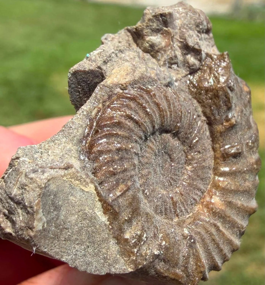 Supplier photograph of the ammonite fossil showing the coiled shell and detailed ribs