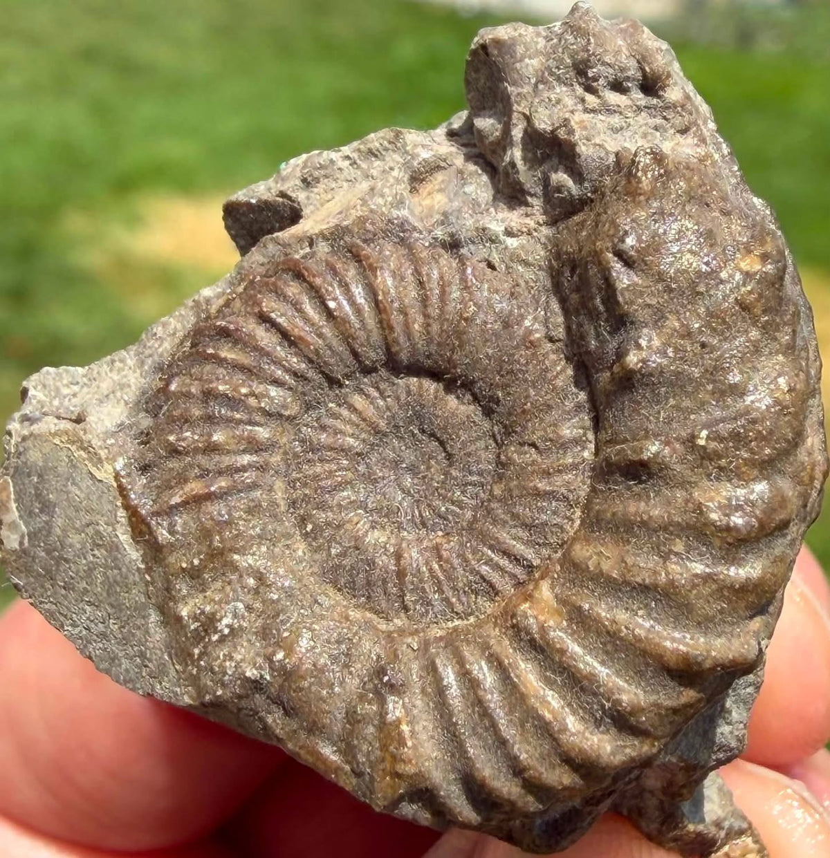 Supplier close-up photograph of the ammonite fossil in its natural matrix