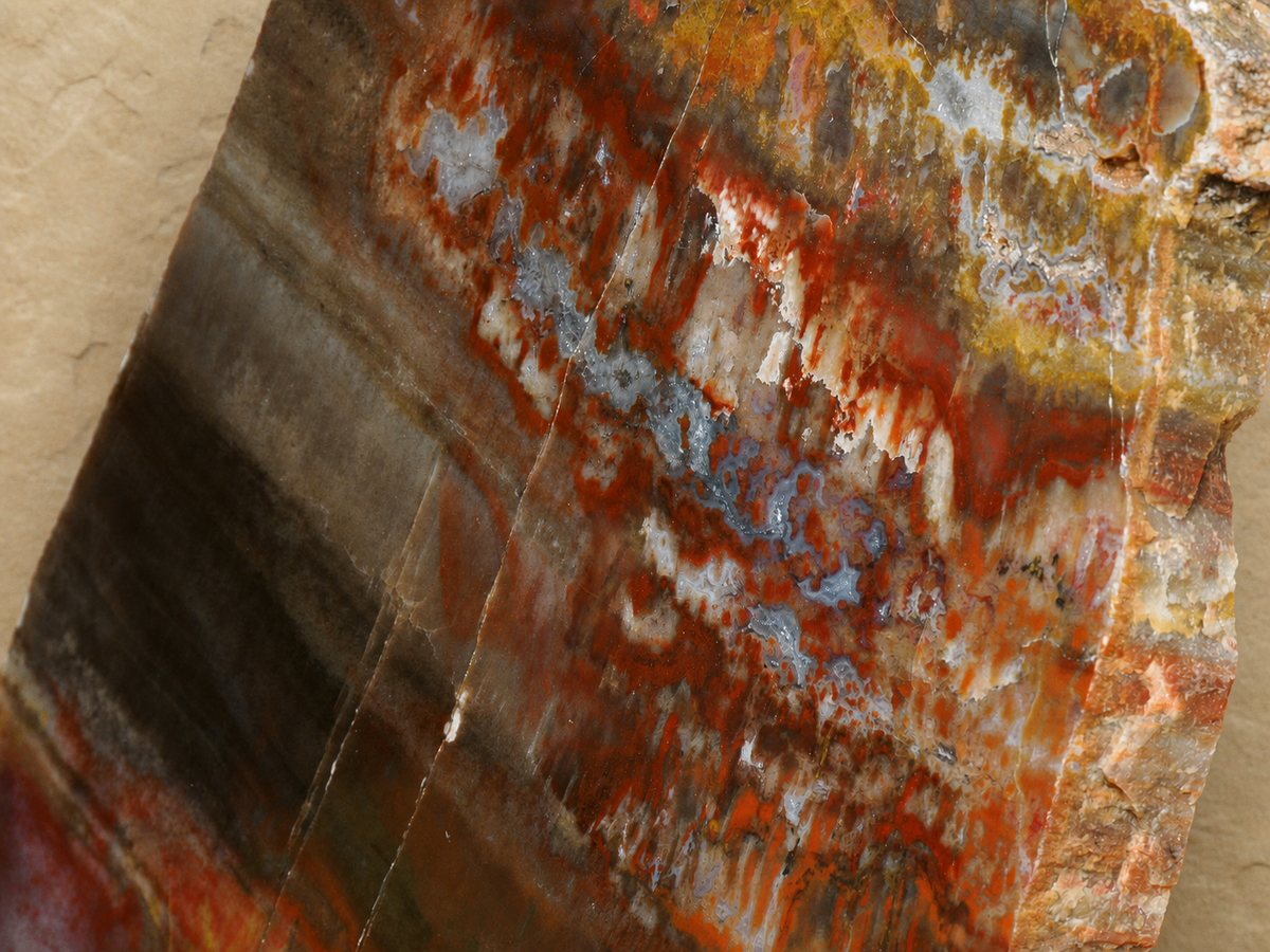 Macro detail of red, orange and blue-grey mineral colours in polished Arizona petrified wood