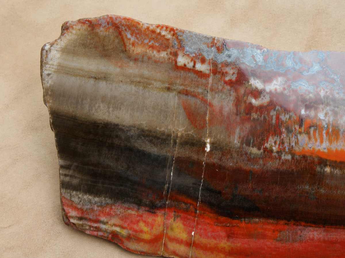 Macro detail of brown, red and cream banding in polished Arizona petrified wood