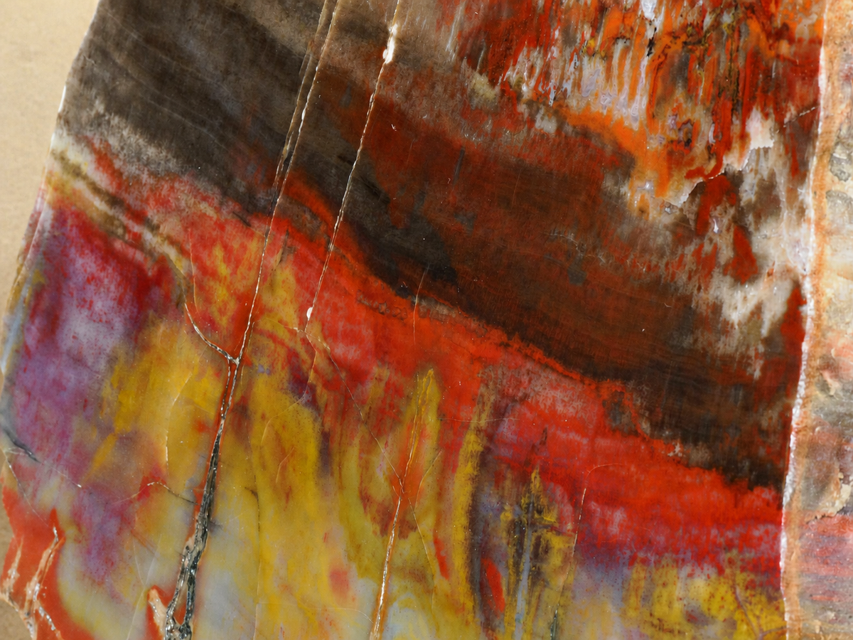 Macro detail of colourful mineral banding and fractures in Arizona petrified wood