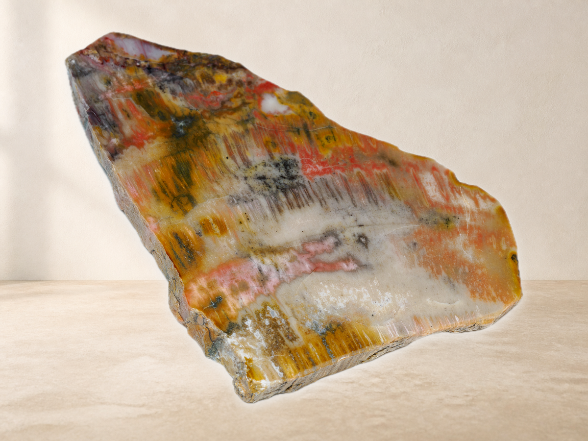 Alternate angled view of Arizona petrified wood slab with colourful fossil wood grain
