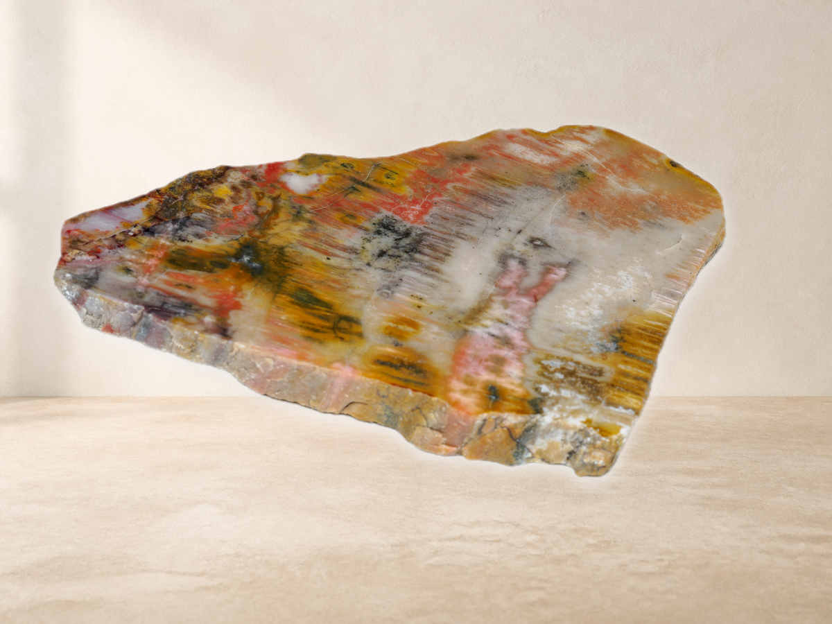Angled view of Arizona petrified wood slab showing polished face and raw cut edge