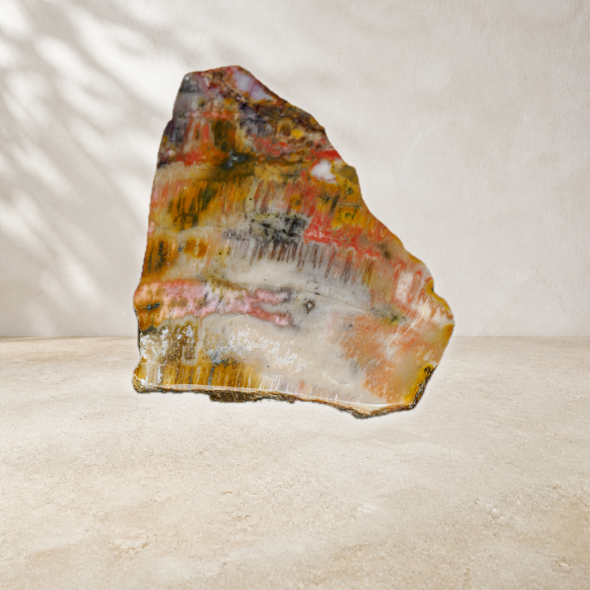 Alternate front view of Arizona petrified wood slab showing polished face and natural edges