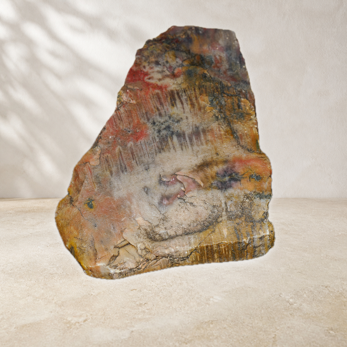 Front view of Arizona petrified wood slab with polished face and multicoloured mineral patterns