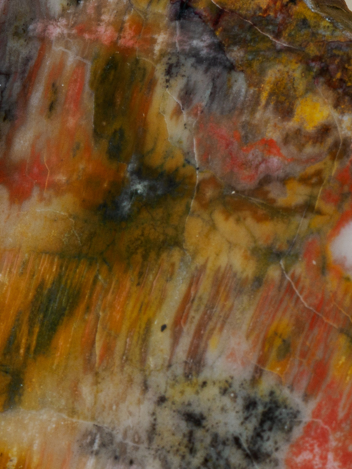 Macro detail of the polished Arizona petrified wood surface