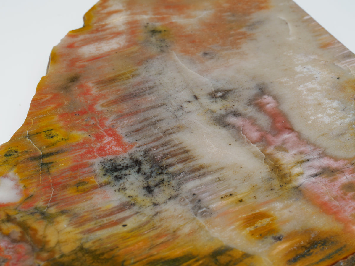 Close-up detail of colourful polished Arizona petrified wood grain