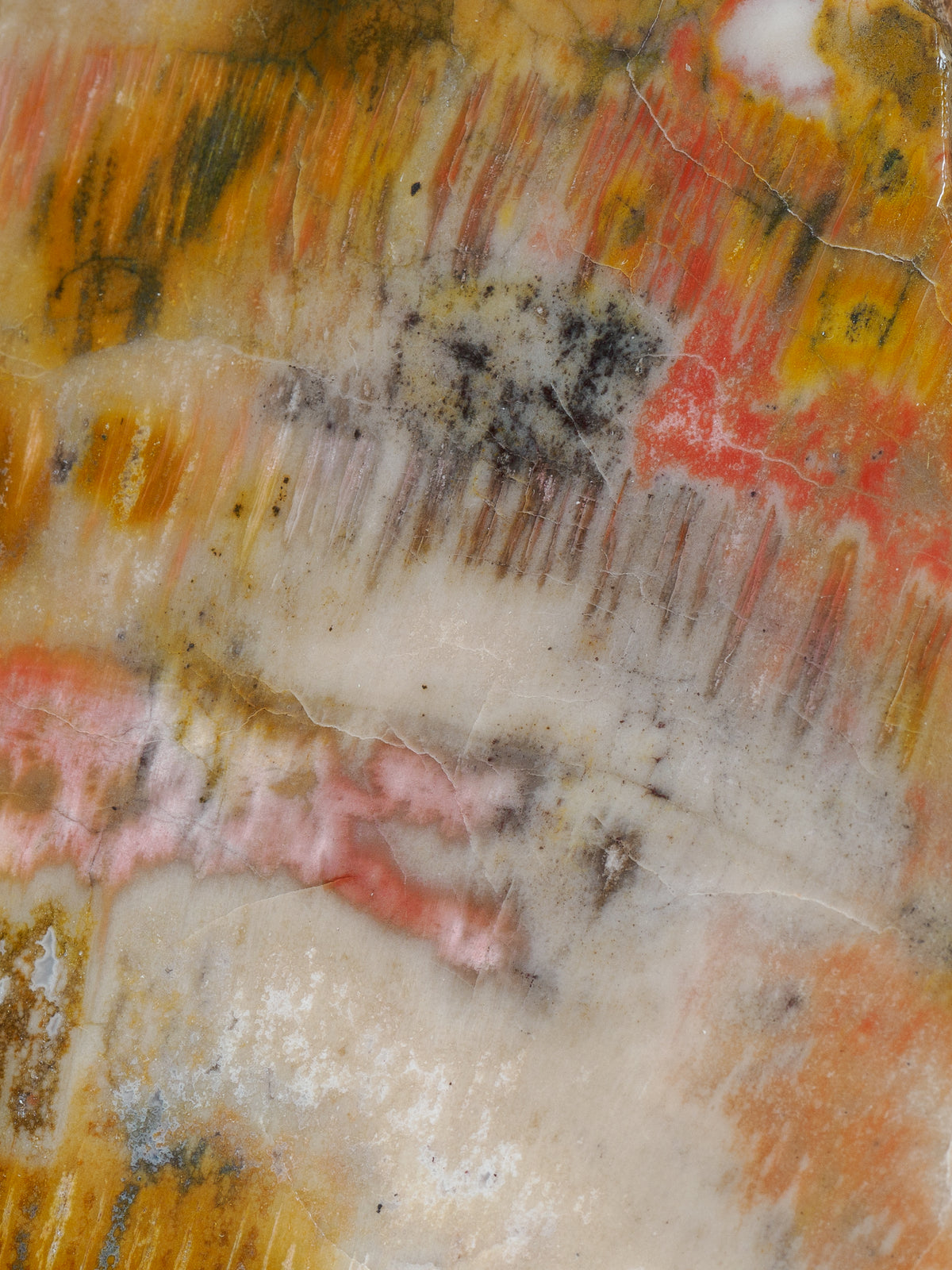 Close-up detail of mineral inclusions and natural fractures in Arizona petrified wood