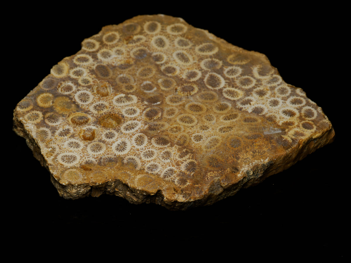 Angled view of a 117 gram Barisan Mountains fossil coral slab showing its patterned face and rough edge.