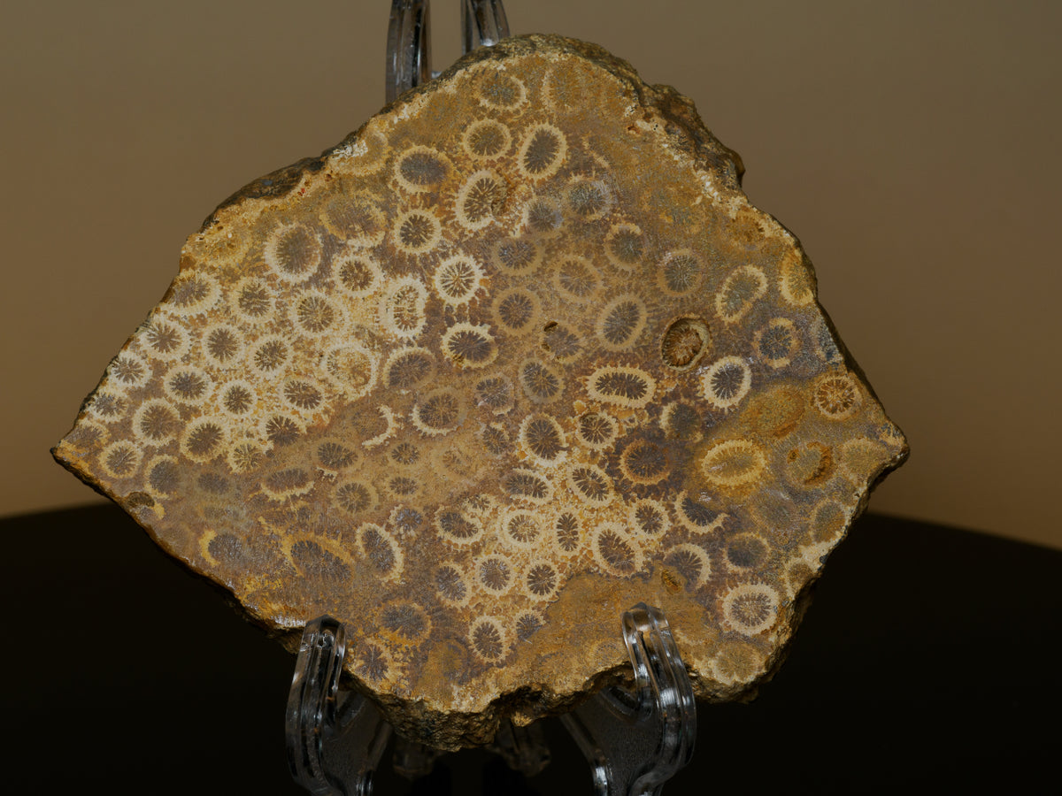 Close view of the fossil coral slab with ringed radial corallites and natural ochre matrix.