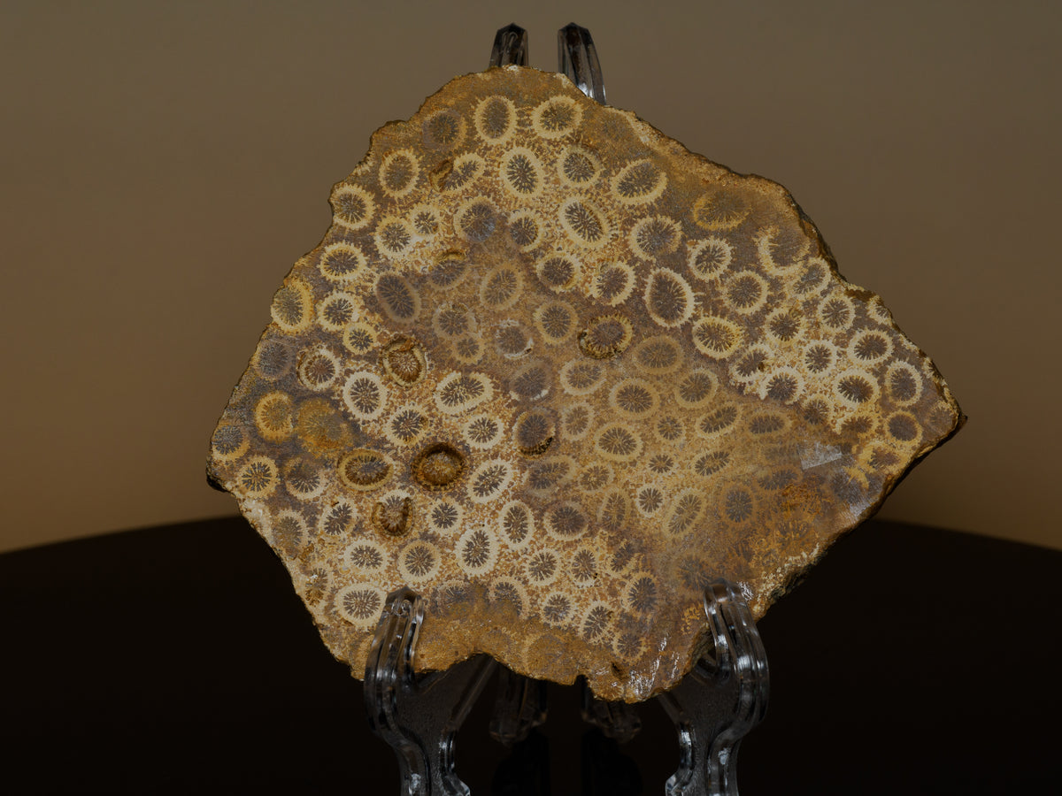 Barisan Mountains fossil coral slab displayed upright, showing dense cream and brown radial coral patterns.