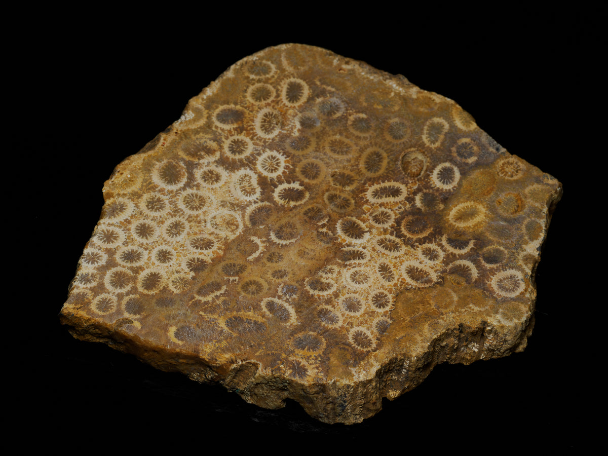 Ochre brown fossil coral slab with cream ringed circular corallite patterns across the cut face.