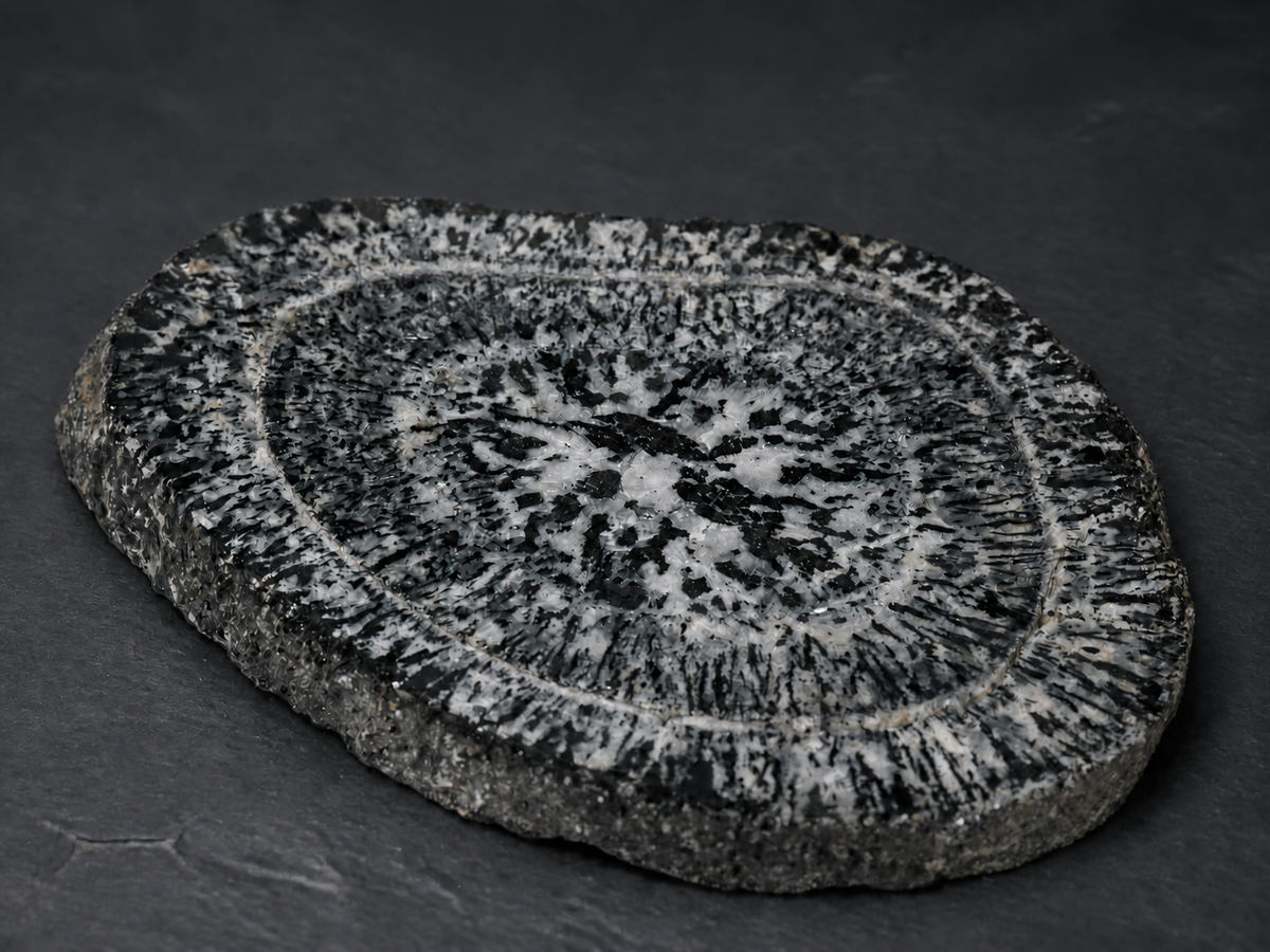 Boogardie orbicular granite specimen, partially polished face, angled view
